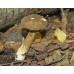 Мицелий Млечника темно-бурого / Млечник буроватый (Lactarius fuliginosus)